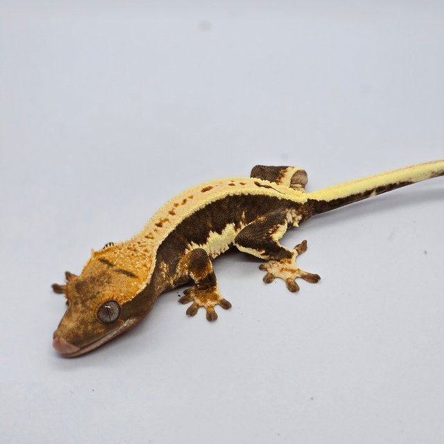 릴리100%헷아잔틱