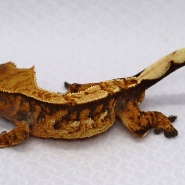 노멀 트라이 익스트림할리퀸 텐저린