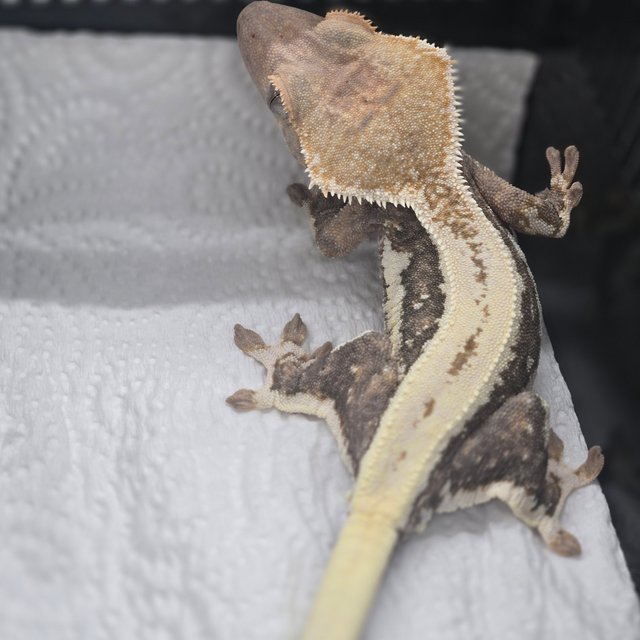 릴리100%헷아잔틱