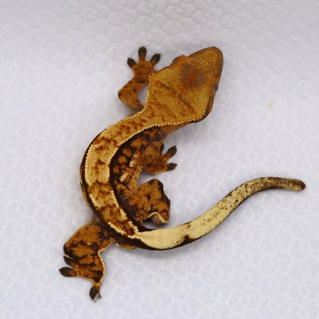 노멀 트라이 익스트림할리퀸 텐저린