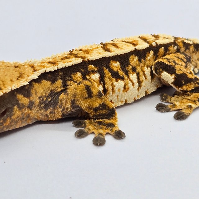 노멀 트라이 타이거 화이트핀