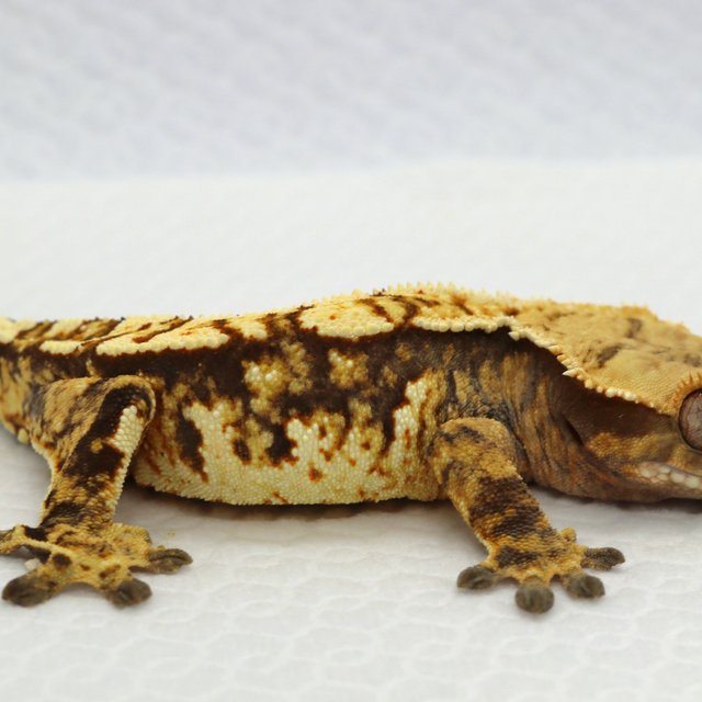 노멀 트라이 타이거 화이트핀