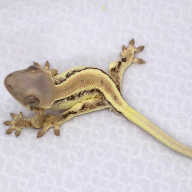 릴리 세이블 솔리드백