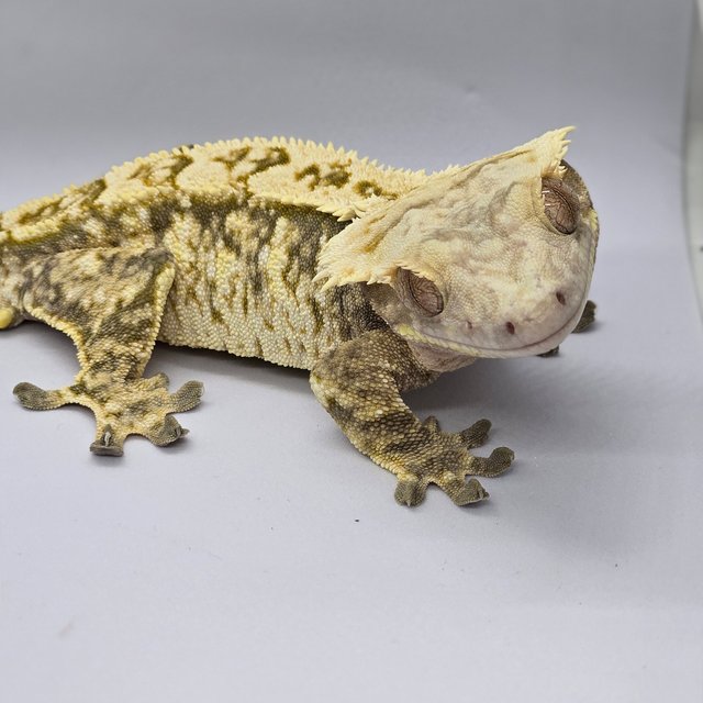 익스트림할리퀸 드리피 크림