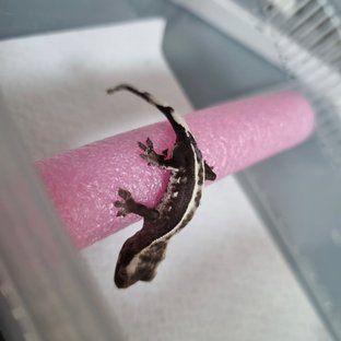 아잔틱 화이트핀 엠티백