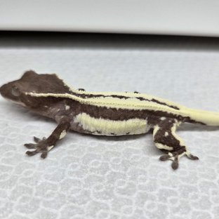 드리피 풀핀 릴잔틱