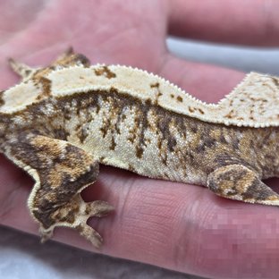 노멀 익스트림할리퀸