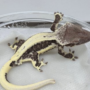 솔리드백 릴잔틱