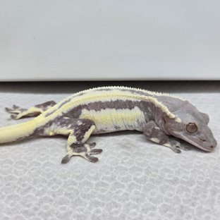 이슬