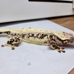 텐저린 트라이 릴리화이트