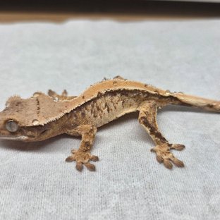 노멀 솔리드백 트라이 익스트림할리퀸