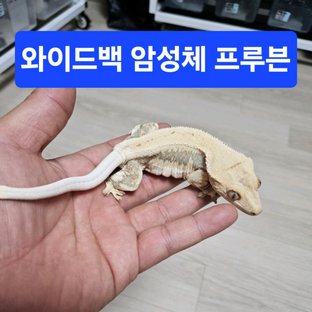 솔리드백 릴리화이트