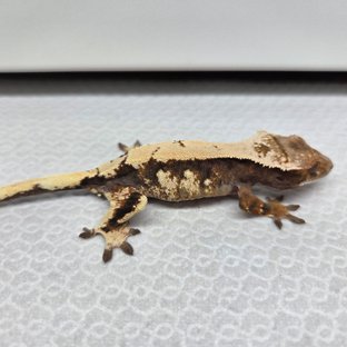 솔리드백 세이블