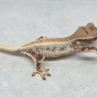 솔리드백 릴리화이트 100%헷초초