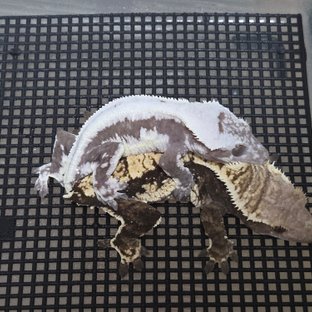 노멀 익스트림할리퀸