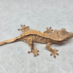 노멀 솔리드백 트라이 익스트림할리퀸 할리퀸