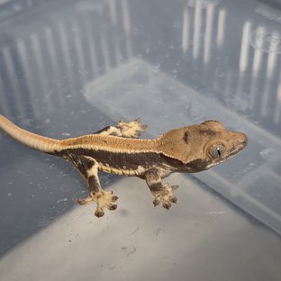 릴리100%헷아잔틱 솔리드백 풀핀