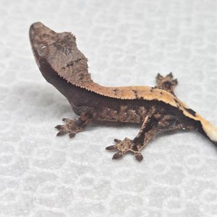 세이블 100%헷아잔틱