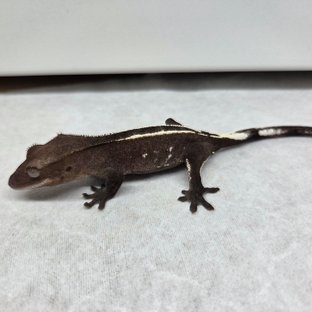 아잔틱 화이트핀 엠티백