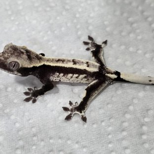 세이블 아잔틱