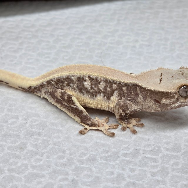 솔리드백 릴리100%헷아잔틱