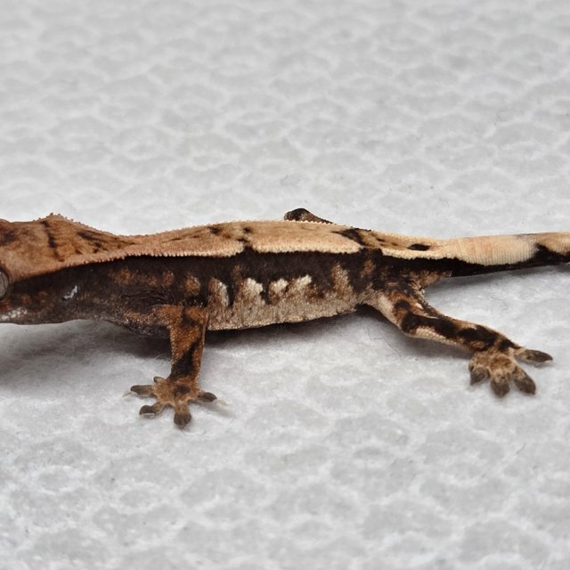 세이블 100%헷아잔틱