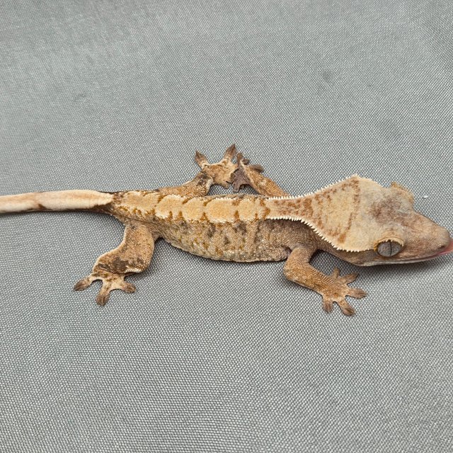 노멀 트라이 익스트림할리퀸 화이트스팟 텐저린