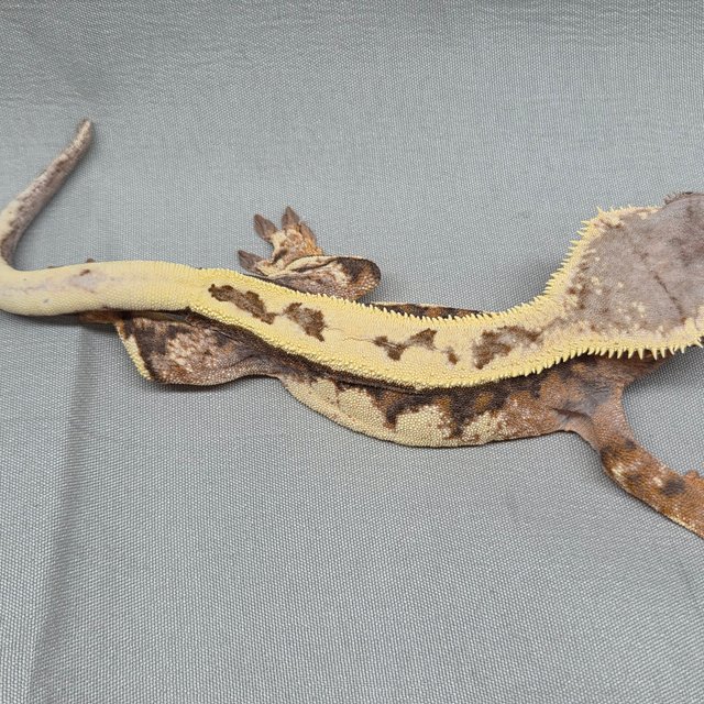 세이블 풀핀 익스트림할리퀸