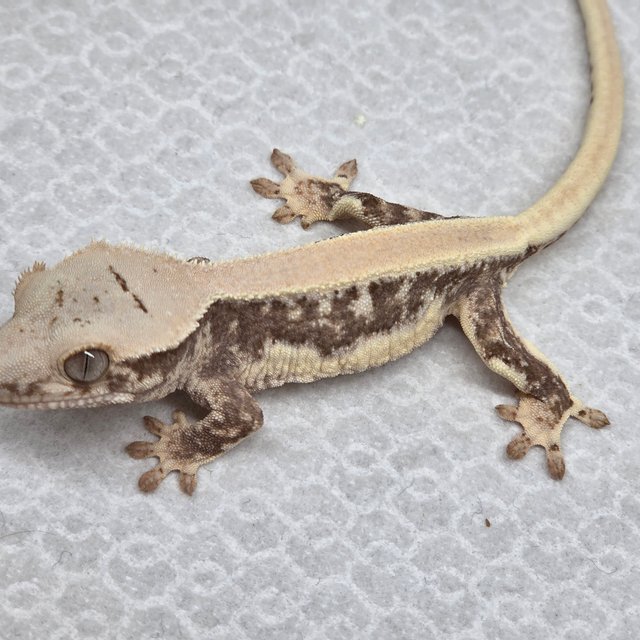 솔리드백 릴리100%헷아잔틱