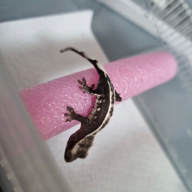 아잔틱 화이트핀 엠티백