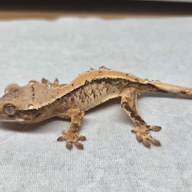 노멀 솔리드백 트라이 익스트림할리퀸 할리퀸