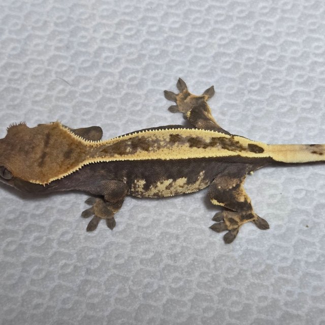 카푸치노 100%헷아잔틱 풀핀