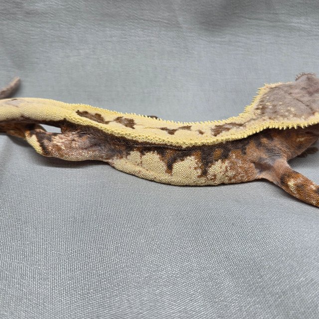 세이블 풀핀 익스트림할리퀸