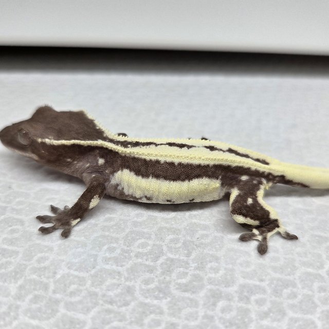 드리피 풀핀 릴잔틱