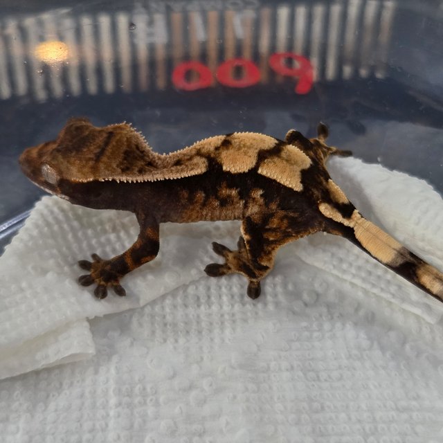 세이블 100%헷아잔틱