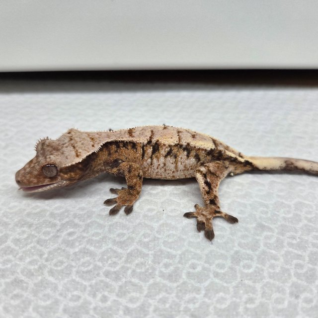 화이트스팟 세이블