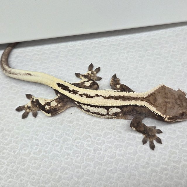 쿼드 풀핀 세이블