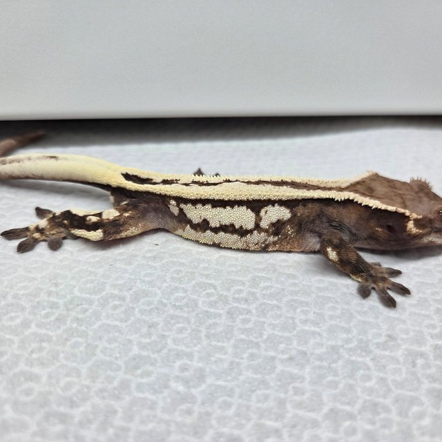 쿼드 풀핀 세이블