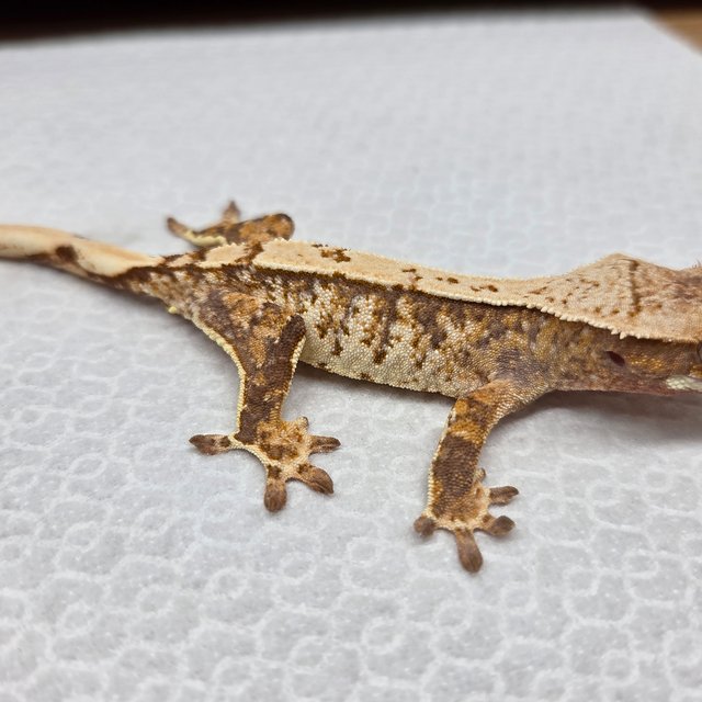 노멀 익스트림할리퀸