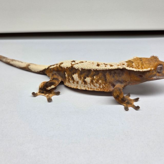 세이블 텐저린 드리피