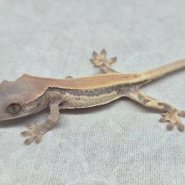 솔리드백 릴리 세이블