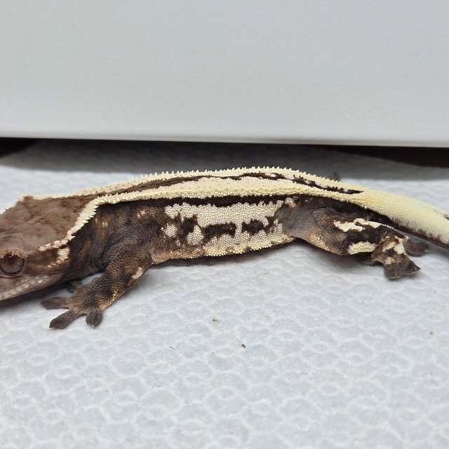 쿼드 풀핀 세이블