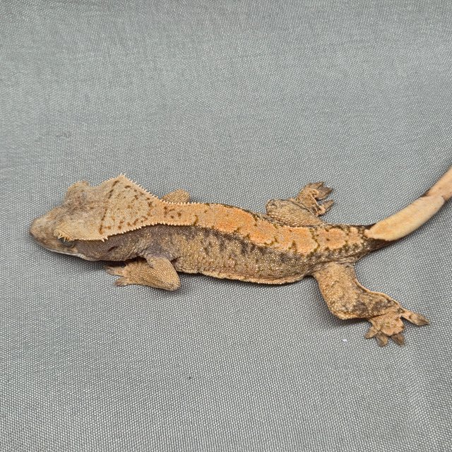 노멀 화이트스팟 텐저린