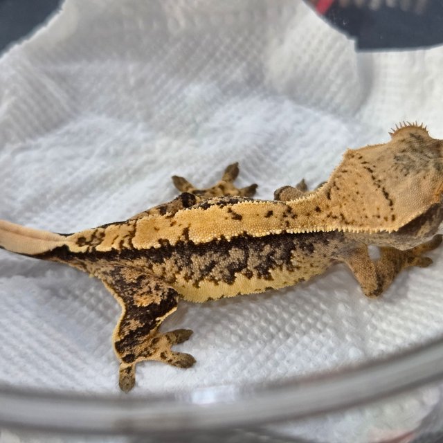 트라이 익스트림할리퀸