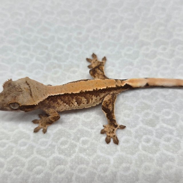 노멀 솔리드백 트라이 익스트림할리퀸