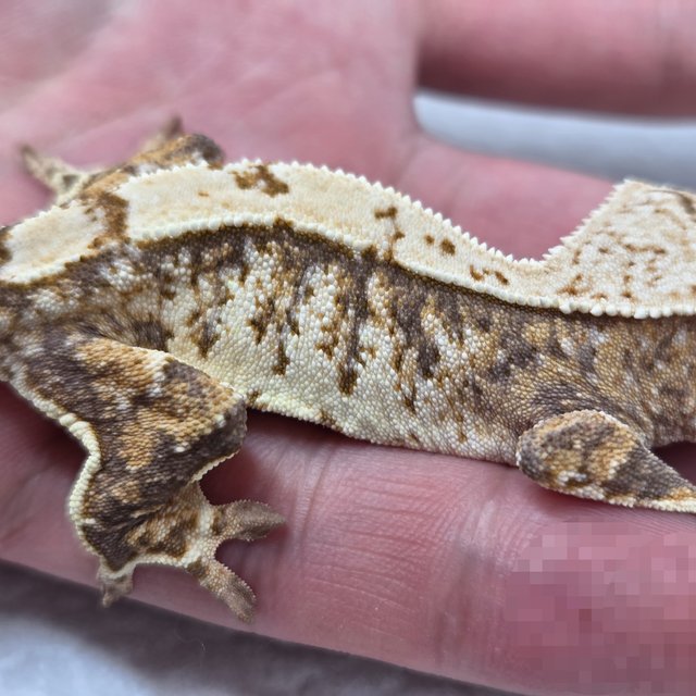 노멀 익스트림할리퀸