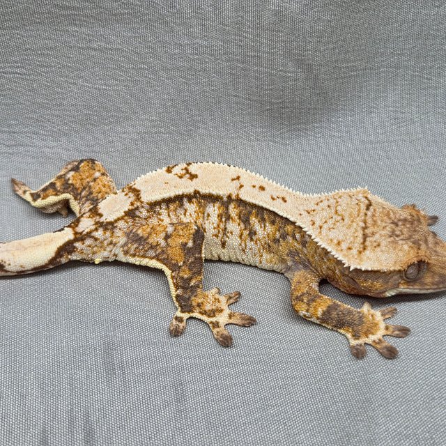 노멀 트라이 익스트림할리퀸 할리퀸 텐저린