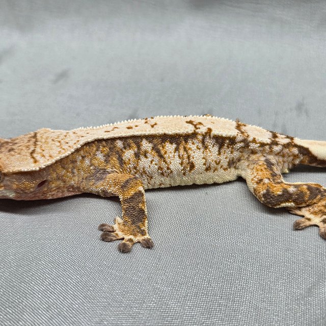 노멀 트라이 익스트림할리퀸 할리퀸 텐저린