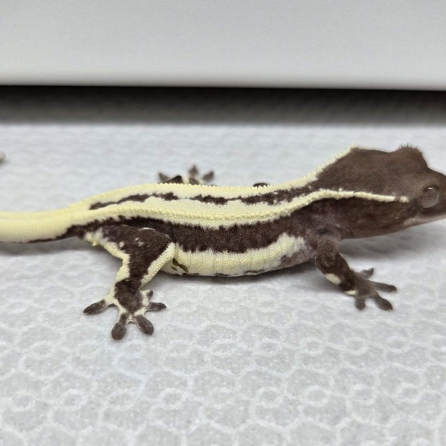 드리피 풀핀 릴잔틱