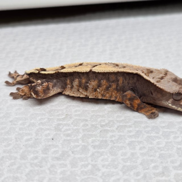 세이블 100%헷아잔틱